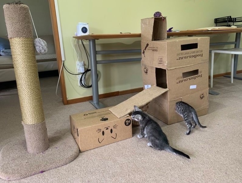 These kittens are loving their cardboard box castle! 